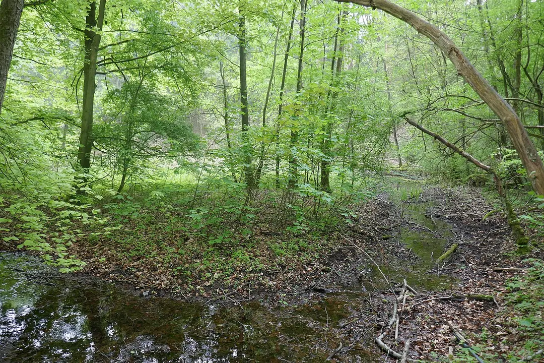 Sprungbach Oberlauf