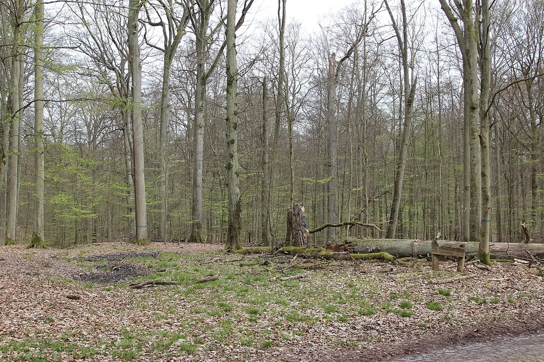 Drawa National Park