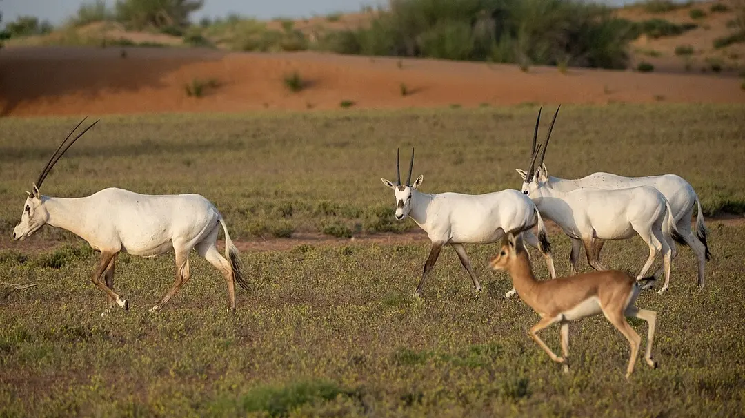 Dubai Desert Conservation Reserve