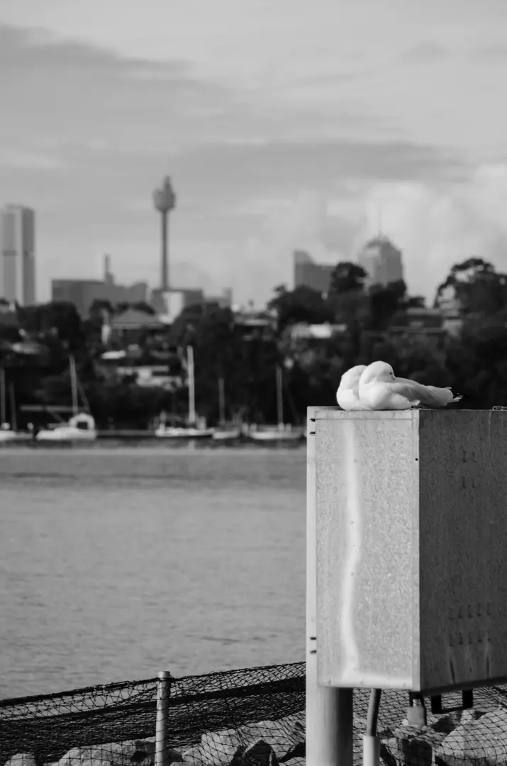 Cockatoo Island