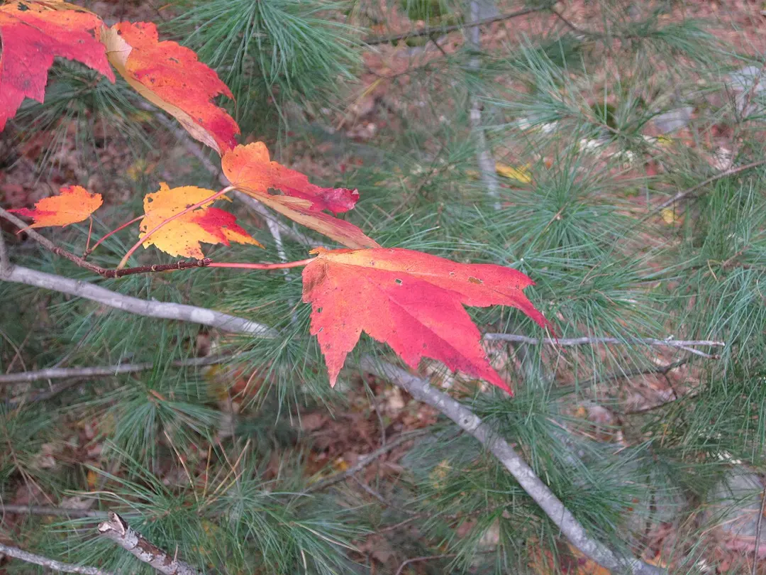 Blue Hills Reservation