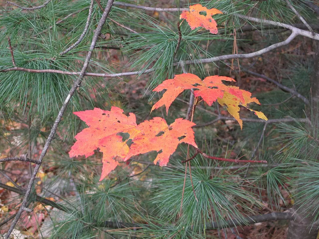 Blue Hills Reservation