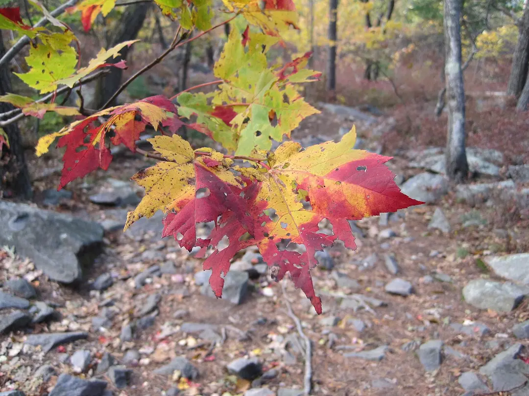 Blue Hills Reservation