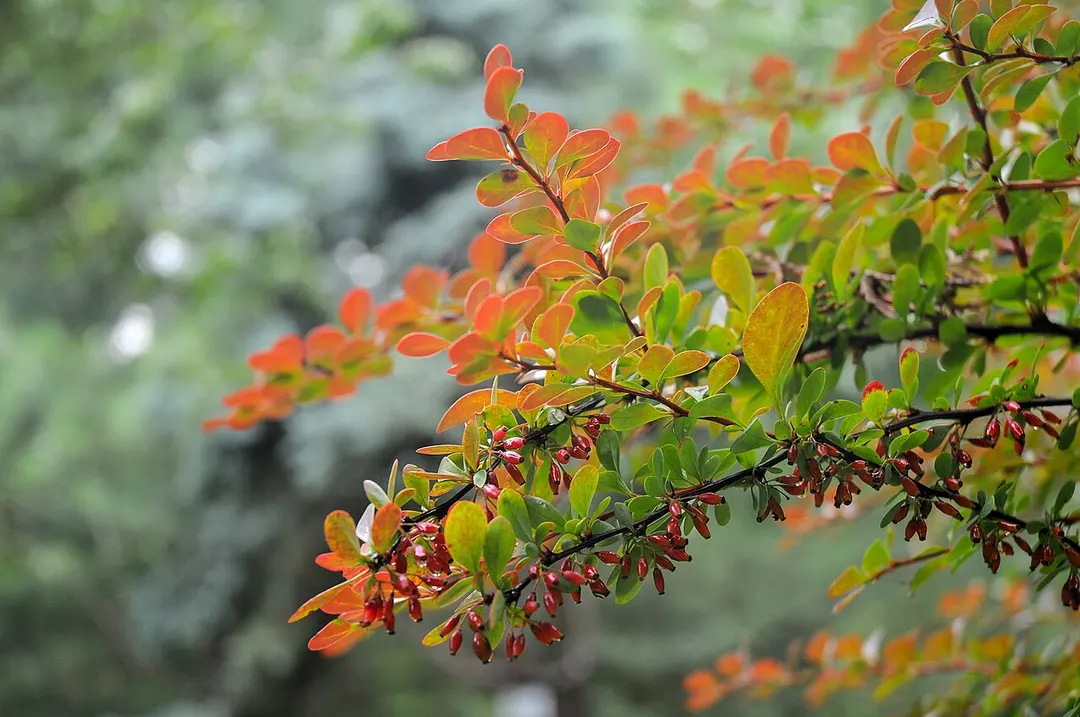 Botanical Garden