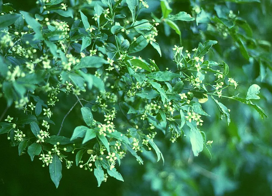Hermannskogel