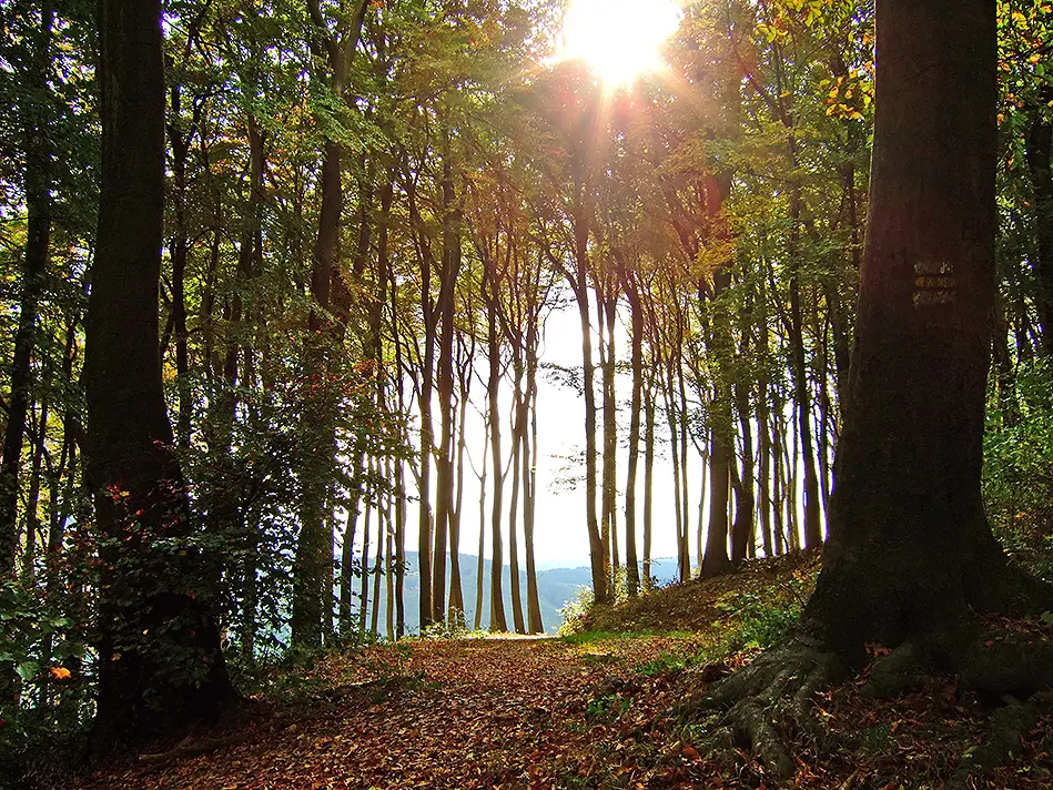 Hermannskogel