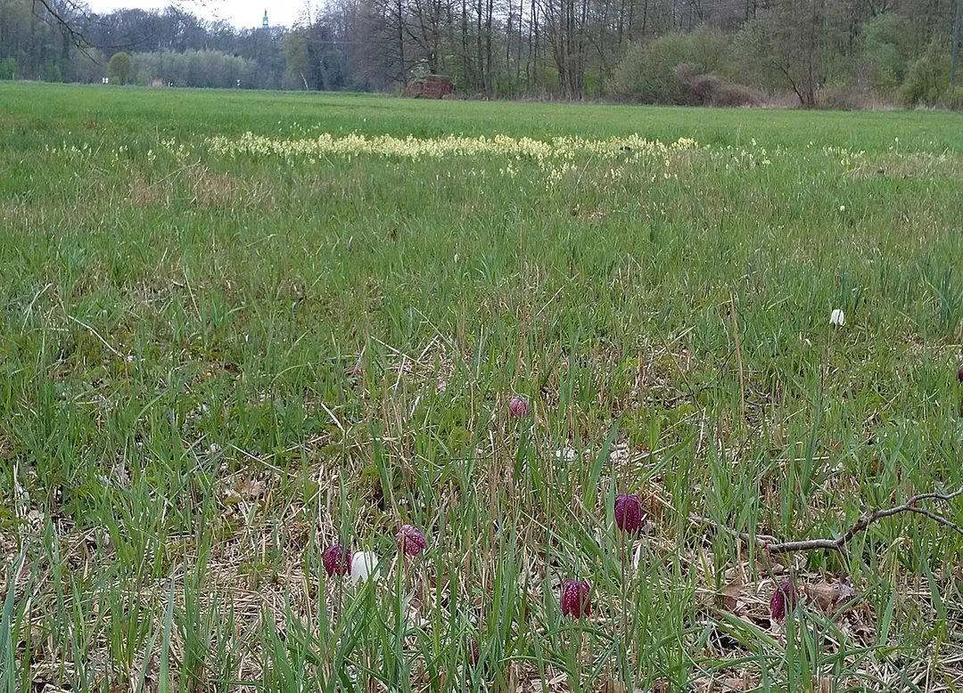 Tiergarten und Schachblumenwiese