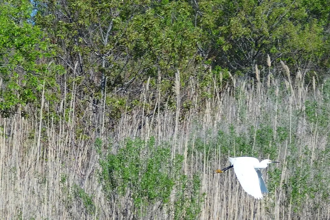 Stone Harbor Bird Sanctuary