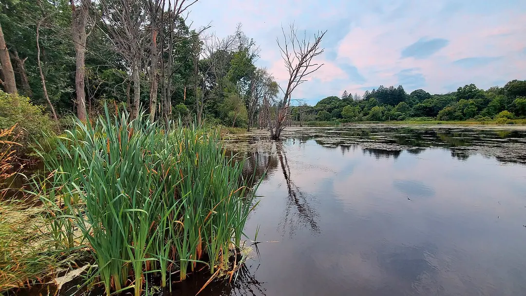 Beaver Brook Reservation