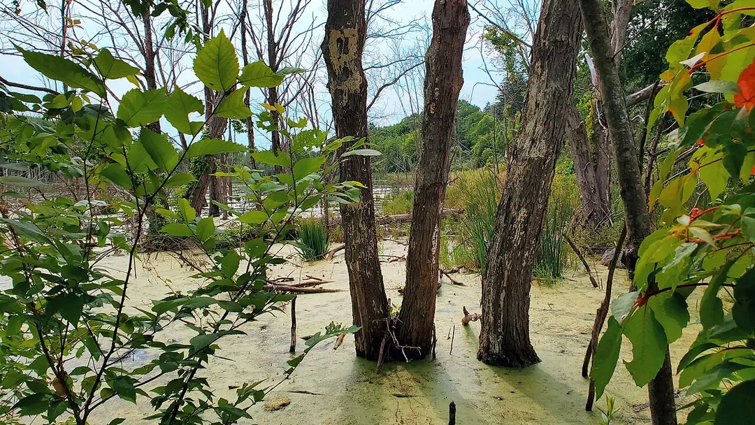 Beaver Brook Reservation