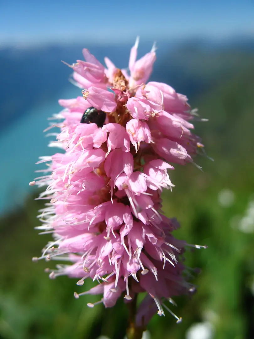 Brienzer Rothorn
