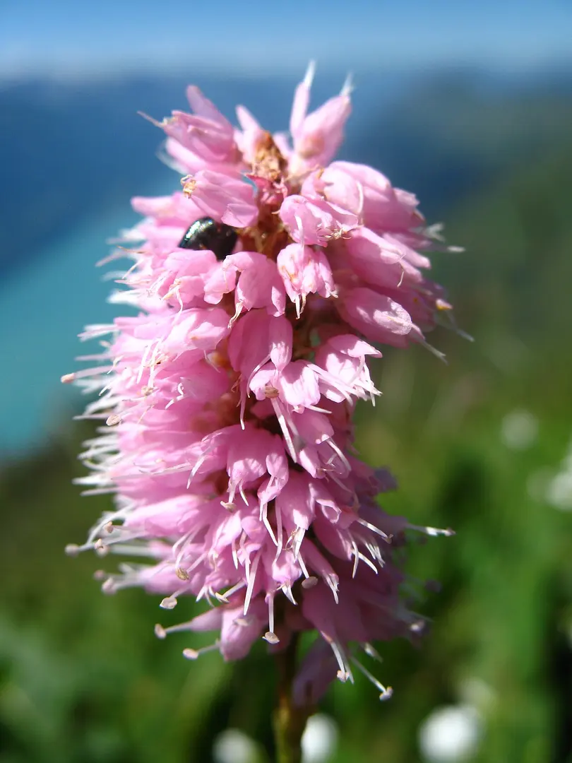 Brienzer Rothorn