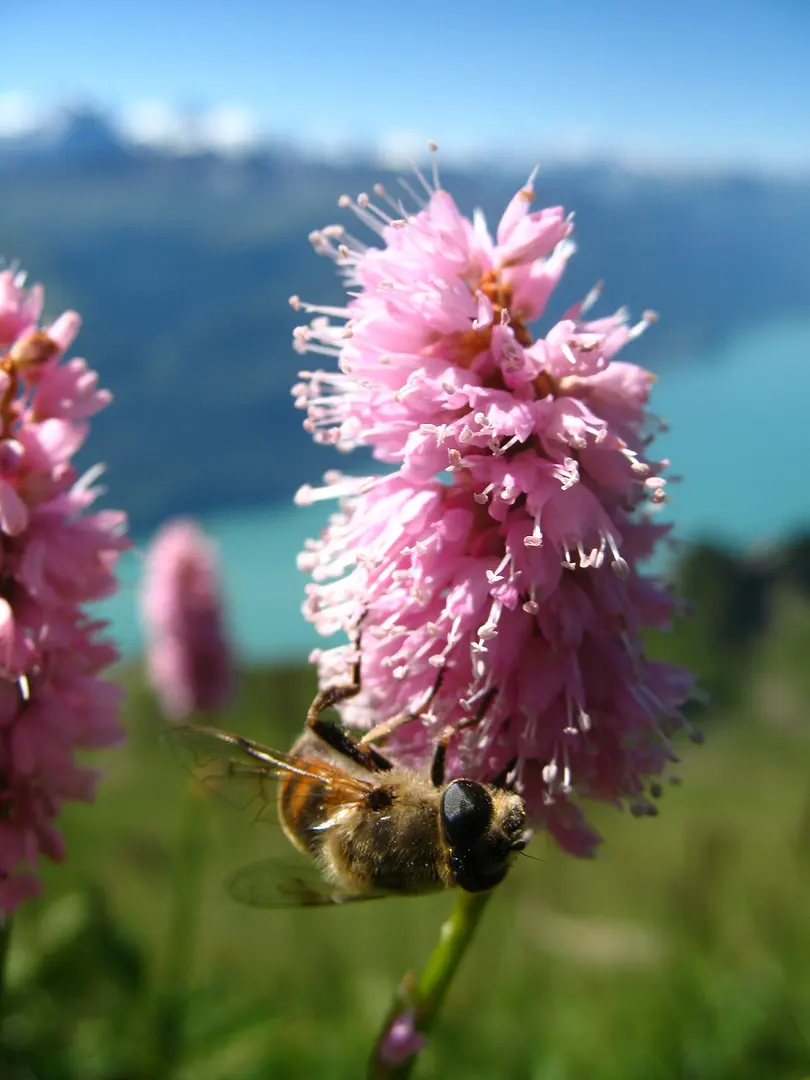 Brienzer Rothorn