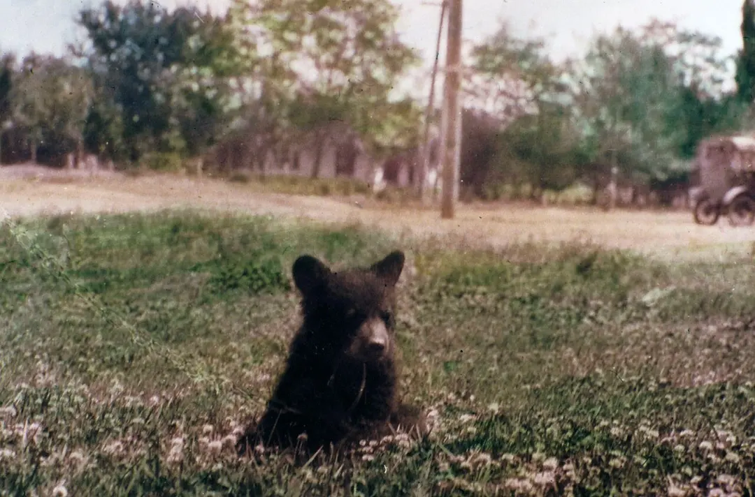 Bears
