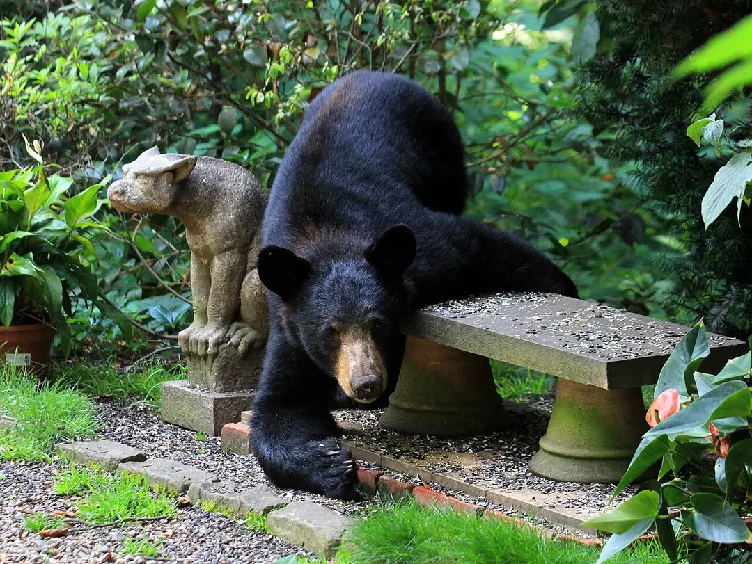 Bears