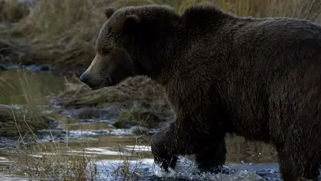Bears