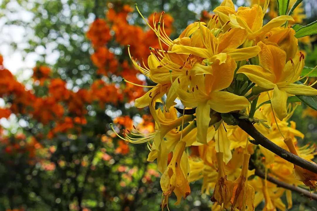 Alter Botanischer Garten