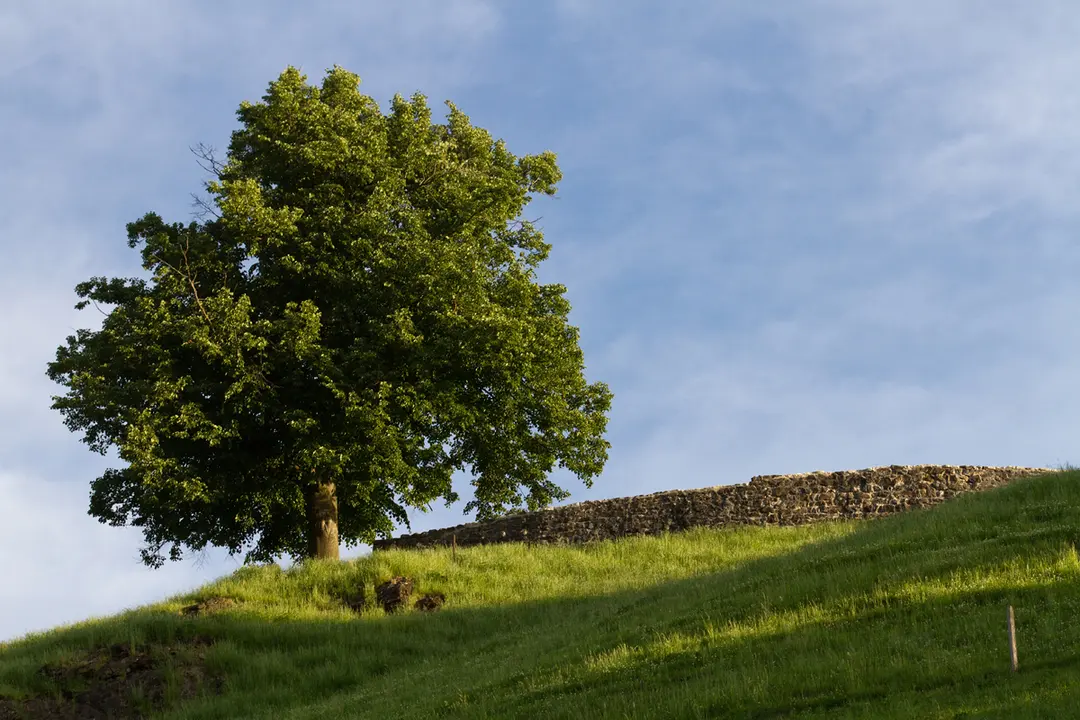 Rotzberg Castle ruin