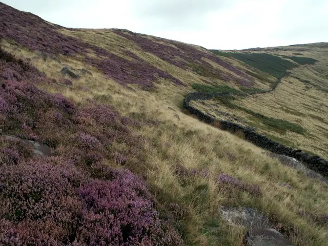 Bleaklow Head