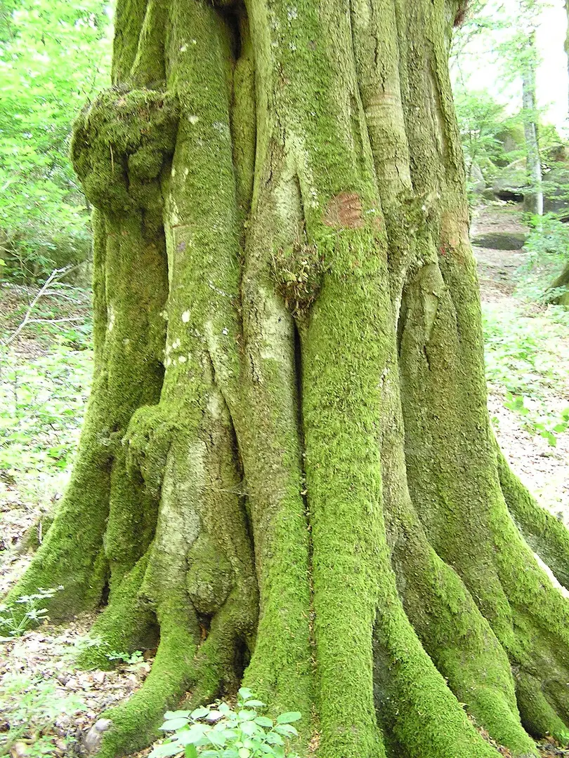 Alte Buchenwälder und Buchenurwälder der Karpaten und anderer Regionen Europas