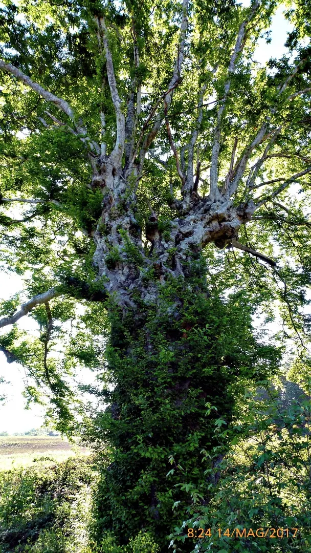Alte Buchenwälder und Buchenurwälder der Karpaten und anderer Regionen Europas