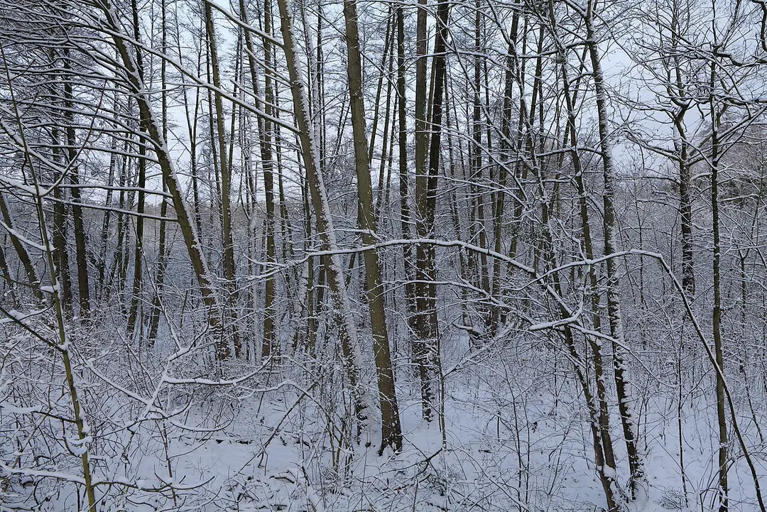 Bäkewiese