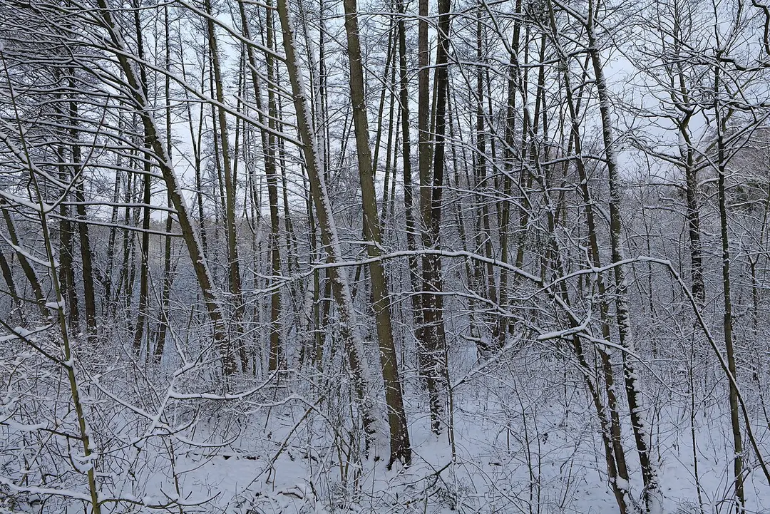 Bäkewiese