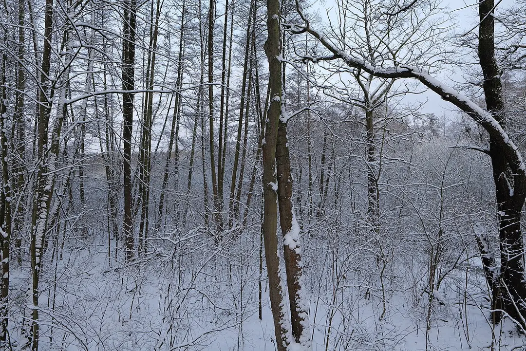 Bäkewiese