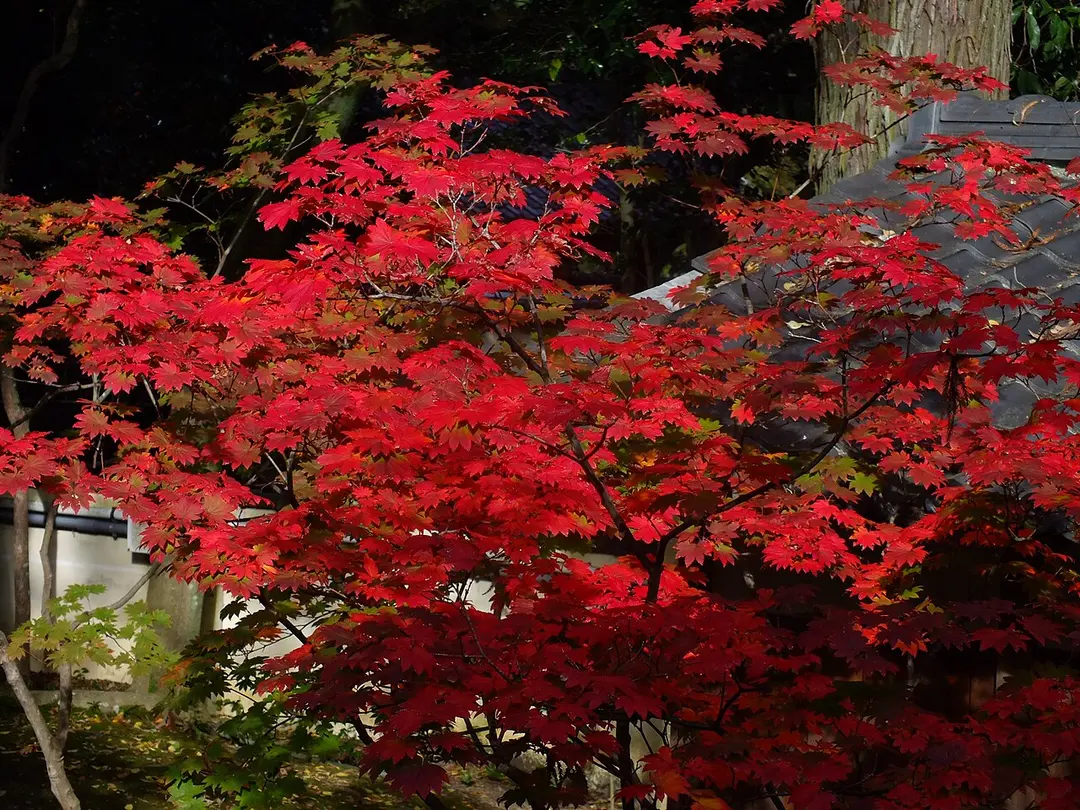 大覚寺