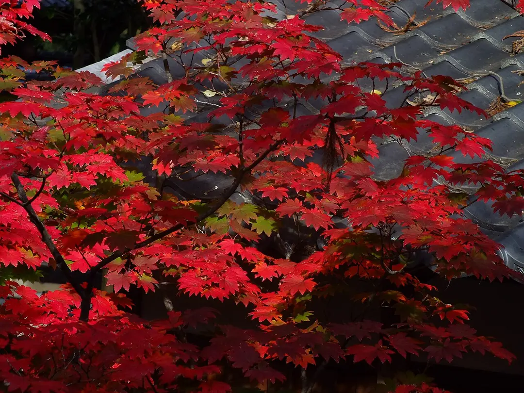 大覚寺