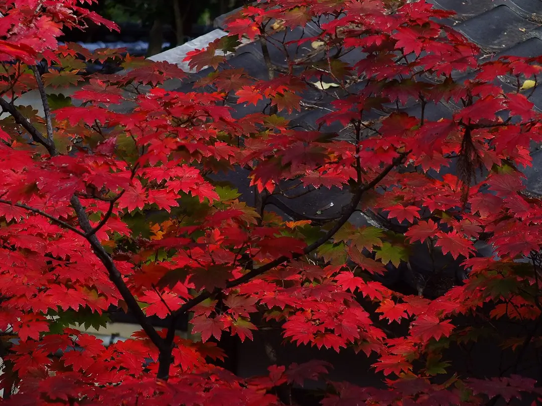 大覚寺