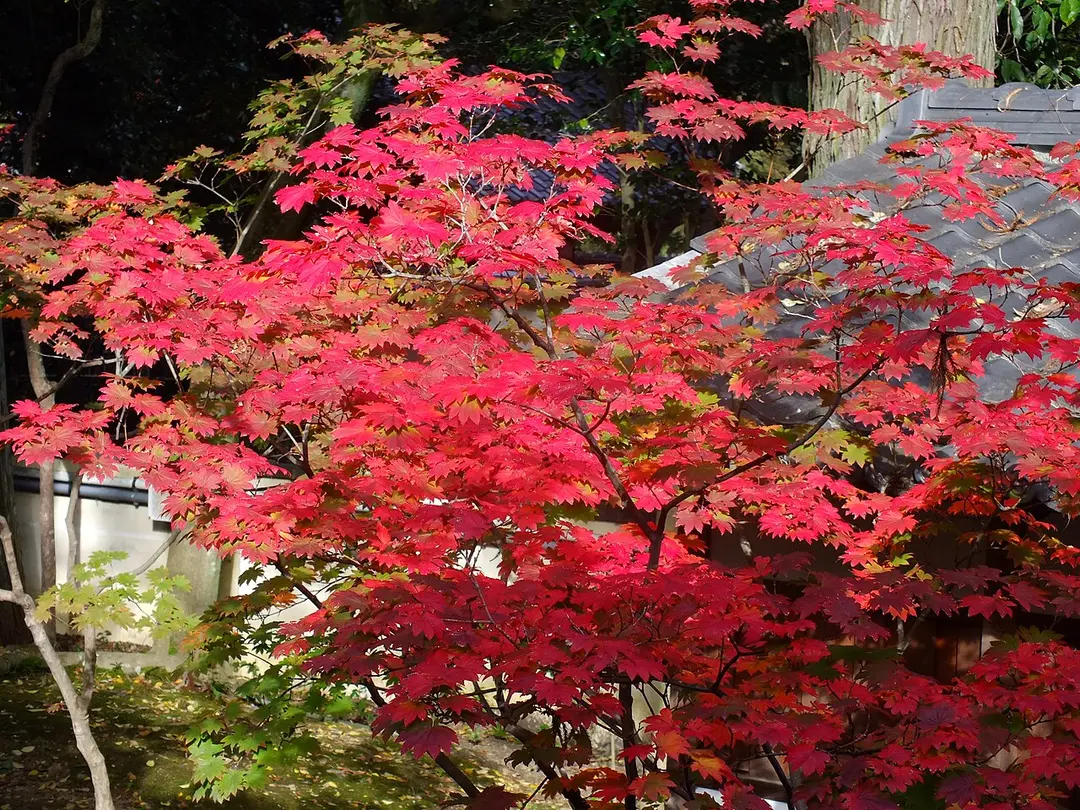 大覚寺