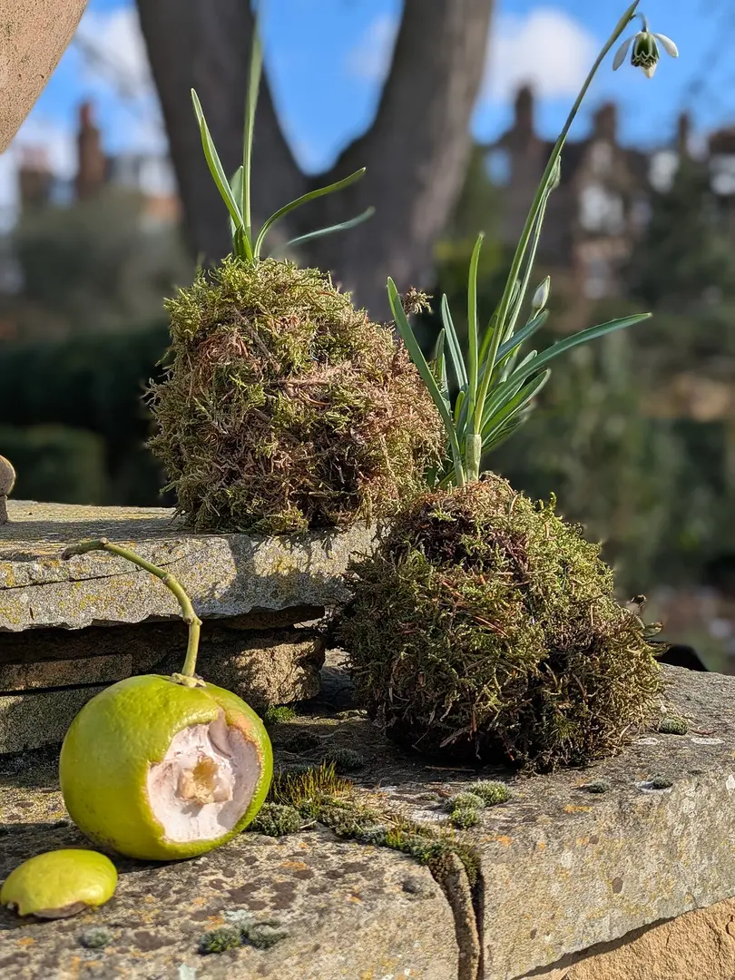 Chelsea Physic Garden