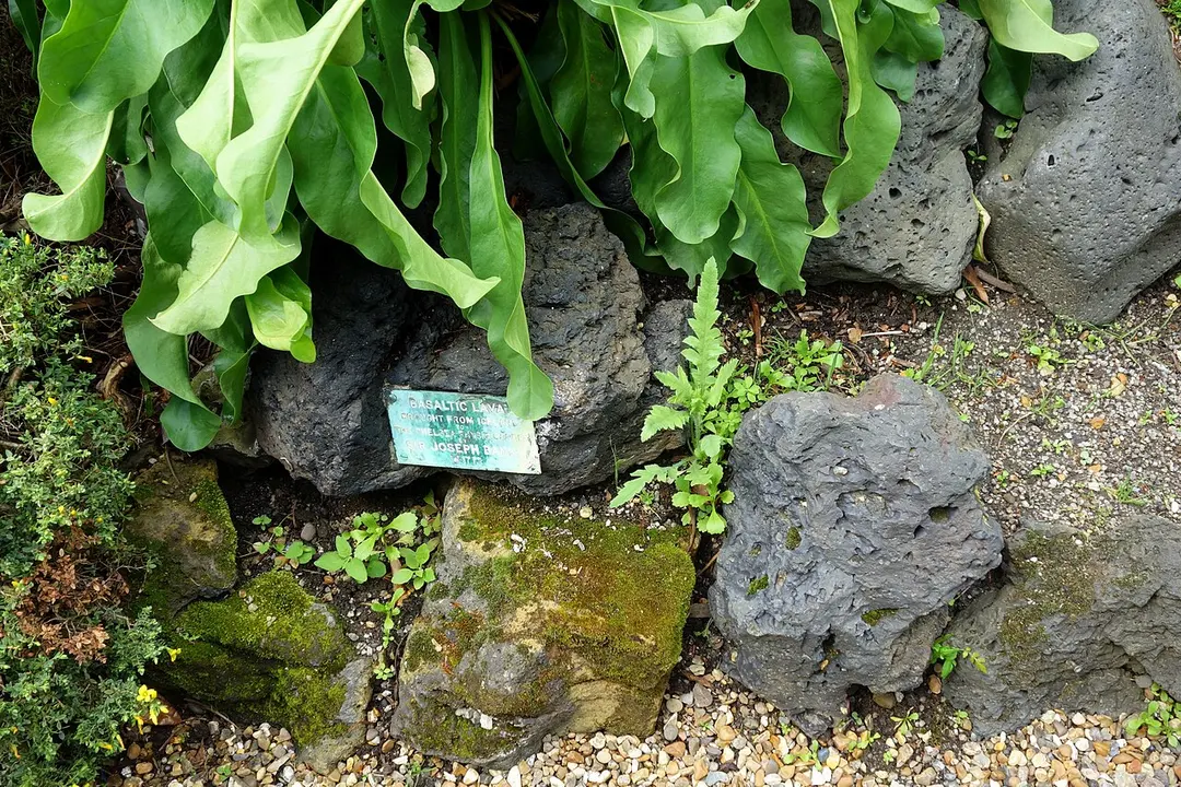 Chelsea Physic Garden
