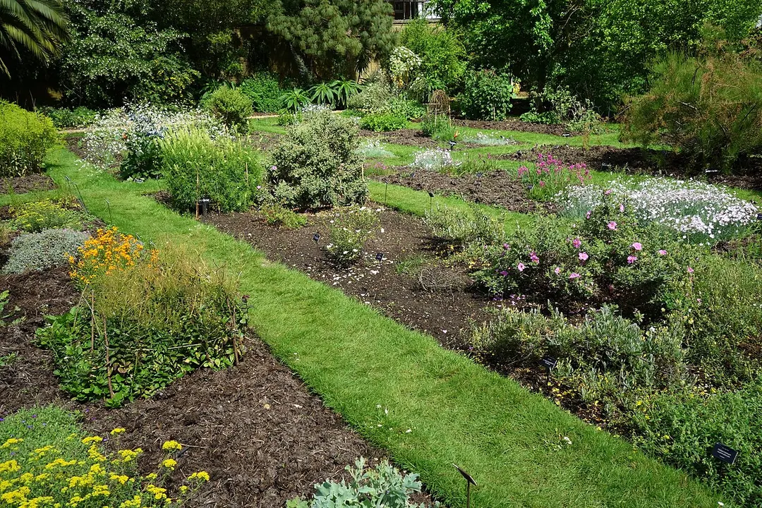 Chelsea Physic Garden