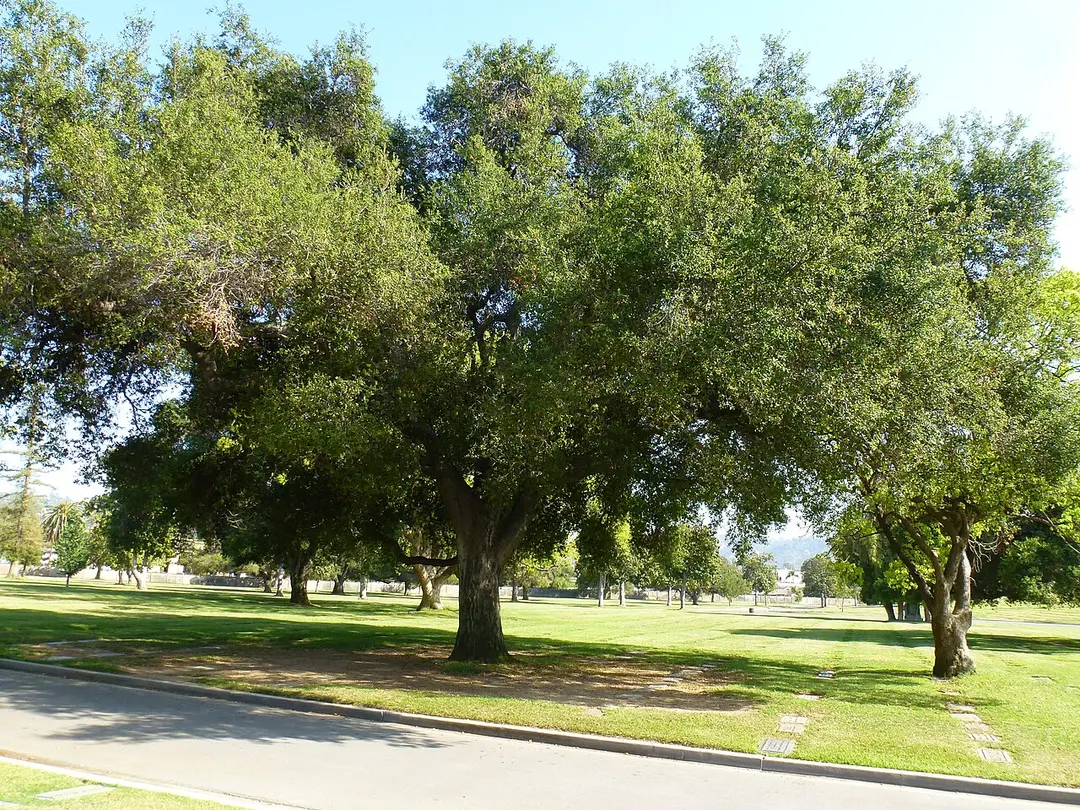 Forest Lawn Memorial Park