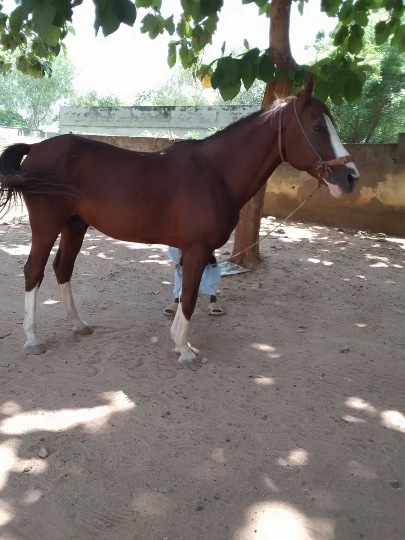 Musée du Cheval