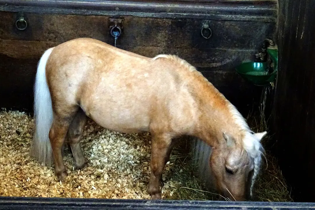 Musée du Cheval