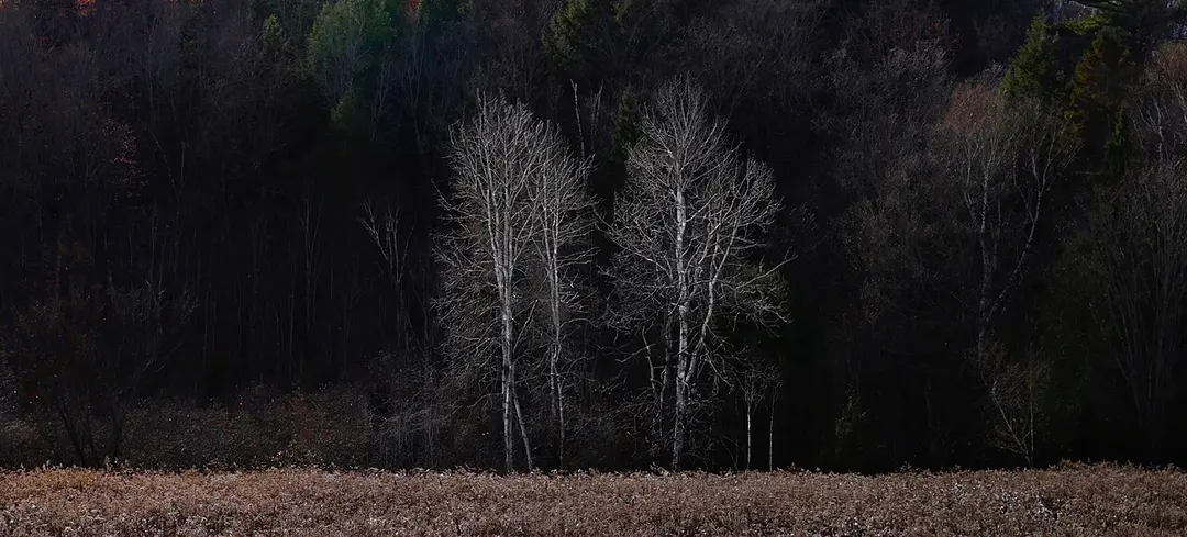Gatineau Park