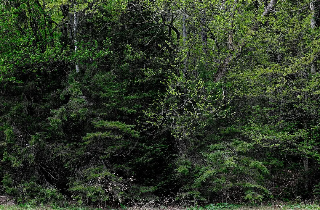Gatineau Park