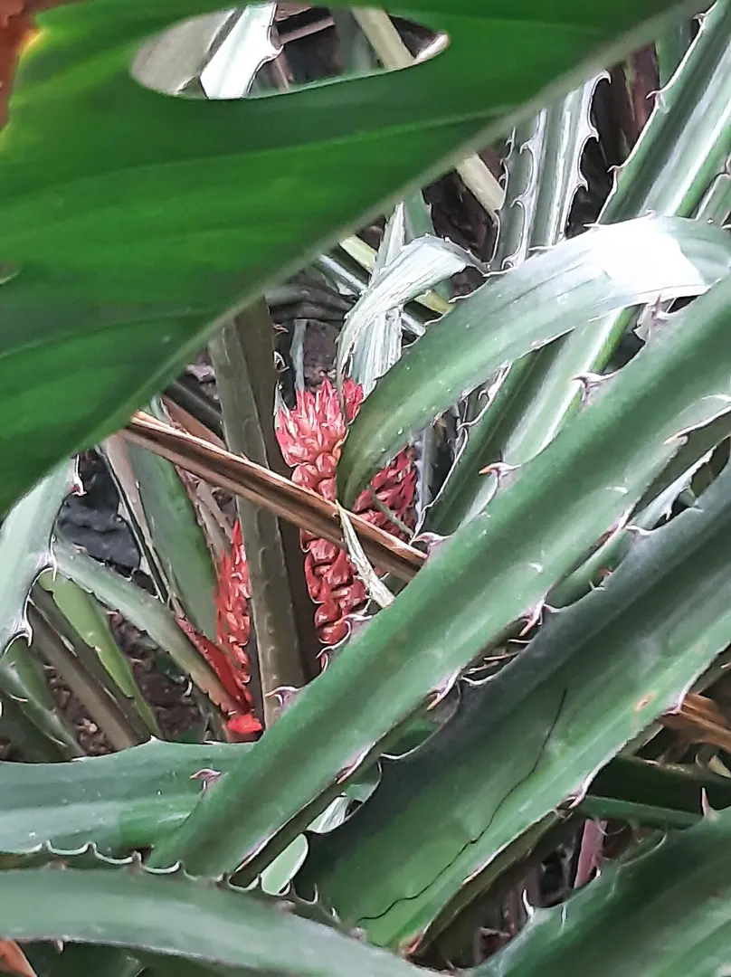 Botanischer Garten der Johannes Gutenberg-Universität Mainz