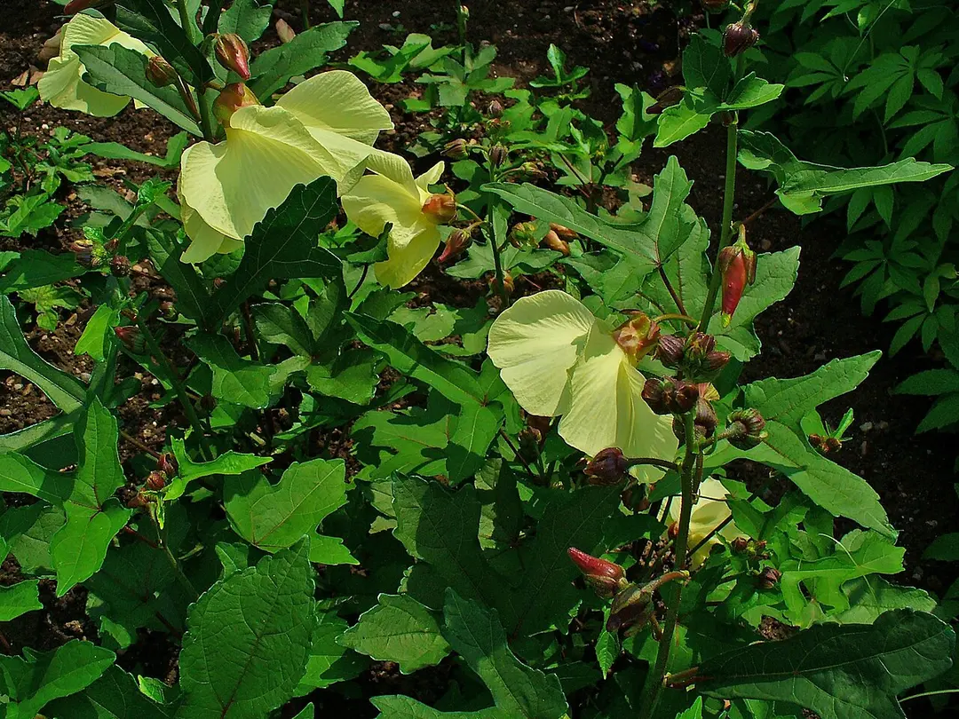 Botanischer Garten des KIT
