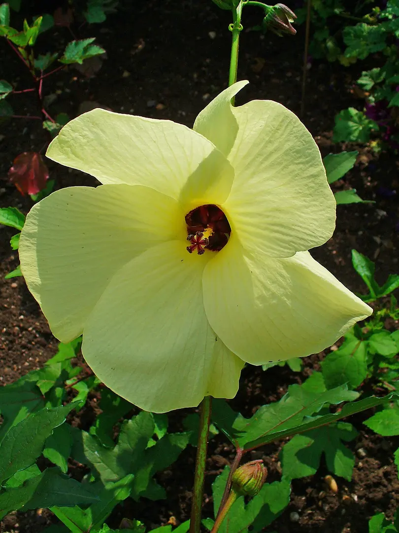 Botanischer Garten des KIT