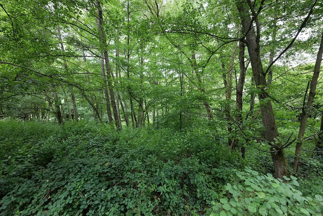 Dattenbachtal zwischen Kröftel und Vockenhausen