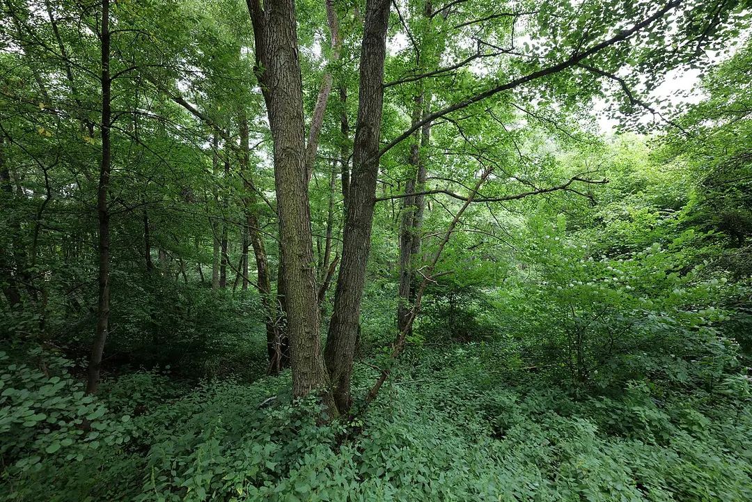 Dattenbachtal zwischen Kröftel und Vockenhausen