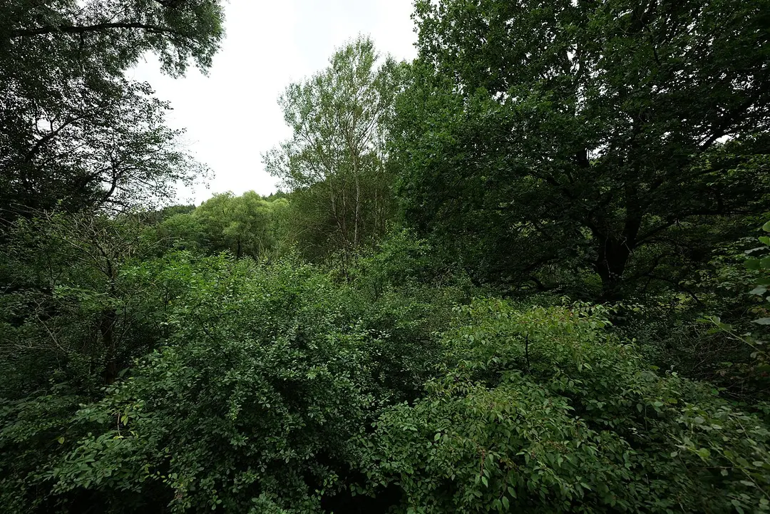 Dattenbachtal zwischen Kröftel und Vockenhausen