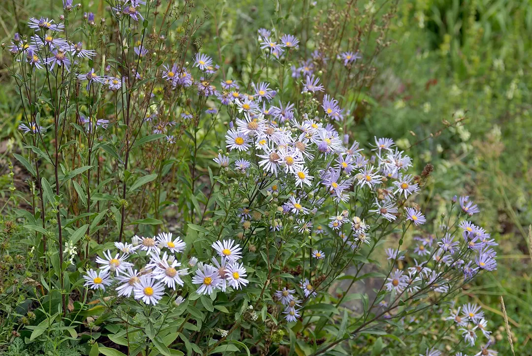 Botanischer Garten