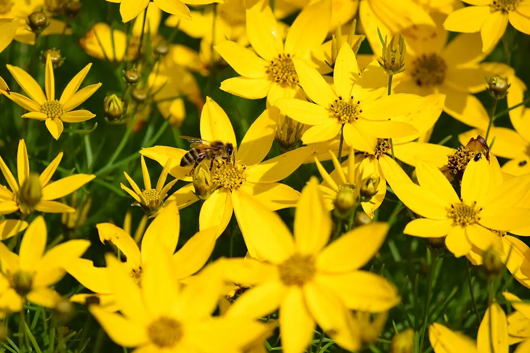 Botanischer Garten