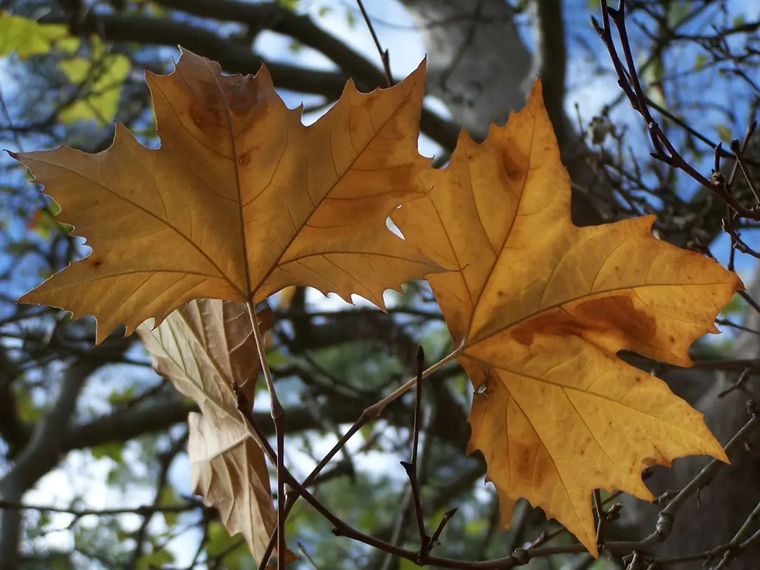 Belair National Park