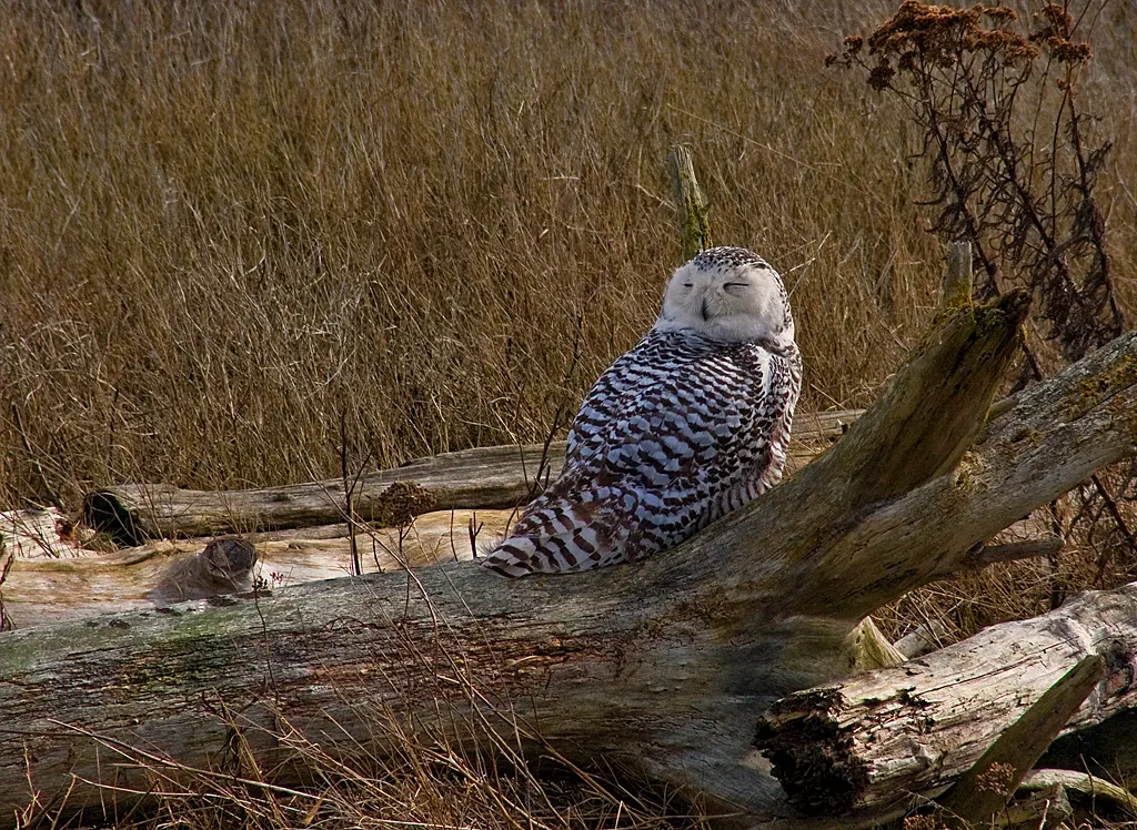 Boundary Bay Wildlife Management Area